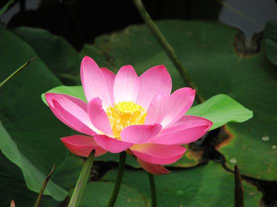 A pink lotus flower in full bloom at the Old Summer Palace.