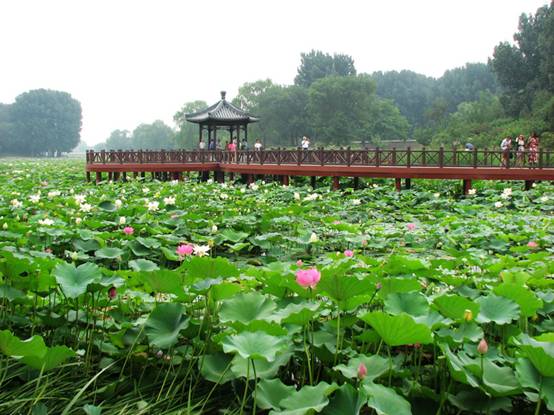 A sea of lotuses fills the lakes at the Old Summer Palace.