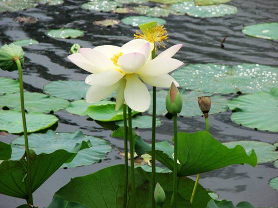 A lotus stands tall at the Old Summer Palace.