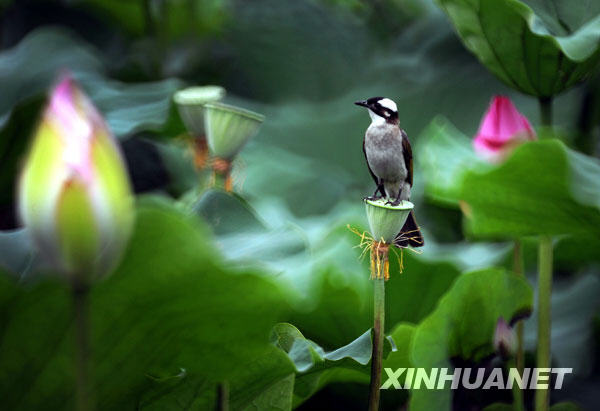The lotus flowers in the Taipei Botanic Garden have come into full bloom over the summer, attracting birds and dragonflies to form an idyllic scene. Photos taken on June 28. [Photo: Xinhuanet] 