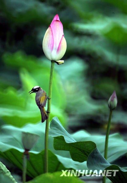 The lotus flowers in the Taipei Botanic Garden have come into full bloom over the summer, attracting birds and dragonflies to form an idyllic scene. Photos taken on June 28. [Photo: Xinhuanet]