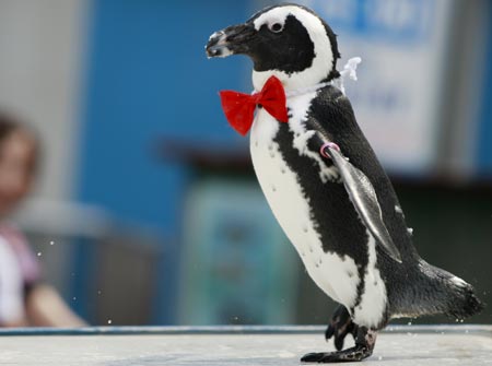 A cravatted penguin performs in front of visitors at Sunshine International Aquarium in Tokyo, capital of Japan, on June 29, 2009. Performance of penguins here give visitors an agreeable mood in the hot summer. (Xinhua/Ren Zhenglai) 