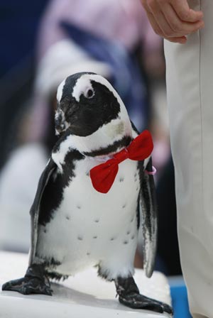 A cravatted penguin stands beside its domesticator during a penguin's performance at Sunshine International Aquarium in Tokyo, capital of Japan, on June 29, 2009. Performance of penguins here give visitors an agreeable mood in the hot summer. (Xinhua/Ren Zhenglai) 