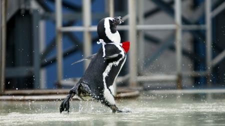 A cravatted penguin runs backstage after its performance at Sunshine International Aquarium in Tokyo, capital of Japan, on June 29, 2009. Performance of penguins here give visitors an agreeable mood in the hot summer. (Xinhua/Ren Zhenglai)