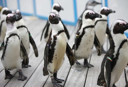 Penguins parade in front of visitors at Sunshine International Aquarium in Tokyo, capital of Japan, on June 29, 2009. Performance of penguins here give visitors an agreeable mood in the hot summer. (Xinhua/Ren Zhenglai) 