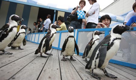 Penguins parade in front of visitors at Sunshine International Aquarium in Tokyo, capital of Japan, on June 29, 2009. Performance of penguins here give visitors an agreeable mood in the hot summer. (Xinhua/Ren Zhenglai) 