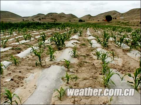 A serious drought has hit northwest China's Gansu Province. It led to a shortage of drinking water for 230,000 people and affected 1.05 million hectares of farmland.
