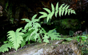 Plants in Longtan scenery zone in Jinggang Mountain, southwestern Jiangxi Province. [CRI] 