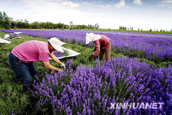  This photo taken on June 30, 2009, shows farmers harvesting lavender in Ili Valley in northwestern China's Xinjiang Uygur Autonomous Region. More than 1,000 hectares of blooming lavender plants have turned the fields into a sea of purple flowers. [Photo: Xinhuanet]