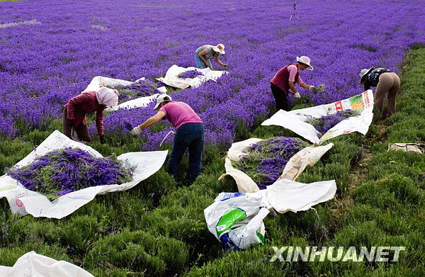 This photo taken on June 30, 2009, shows farmers harvesting lavender in Ili Valley in northwestern China's Xinjiang Uygur Autonomous Region. More than 1,000 hectares of blooming lavender plants have turned the fields into a sea of purple flowers. [Photo: Xinhuanet]