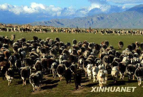 This picture taken on June 25 shows the vast grassland of Bayinbuluke, a national nature reserve in Xinjiang Uygur Autonomous Region. The Bayinbuluke grassland is the biggest highland grass plain in China. In recent years, the Chinese government invested 150 million yuan to preserve the area from being destroyed by local herdsmen who used it for pasture. The resulting system of rotational grazing has largely improved the quality of the grassland. [Photo:Xinhuanet]