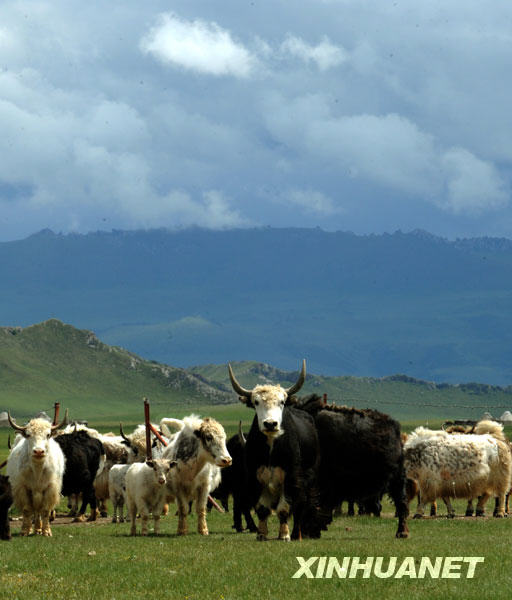 This picture taken on June 25 shows the vast grassland of Bayinbuluke, a national nature reserve in Xinjiang Uygur Autonomous Region. The Bayinbuluke grassland is the biggest highland grass plain in China. In recent years, the Chinese government invested 150 million yuan to preserve the area from being destroyed by local herdsmen who used it for pasture. The resulting system of rotational grazing has largely improved the quality of the grassland. [Photo:Xinhuanet]