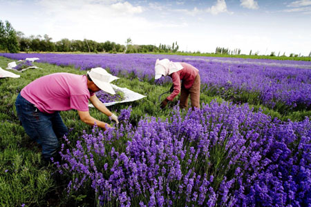 Farmers reap lavender flowers in Huocheng County of Ili, northwest China's Xinjiang Uygur Autonomous Region, China, June 30, 2009. Nearly 20,000 mu (1333 hectares) of lavender bloomed in the valley of the Ili River at present. (Xinhua/Liu Chenggang)