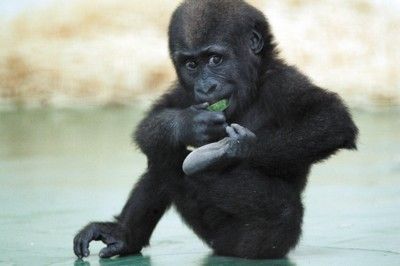 Hai Bei, a 17-month-old male gorilla, is eating food at Shanghai Zoo. [Shanghai Morning Post]