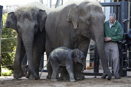 A one-day-old male Asian elephant calf walks with its mother Thong Dee at Taronga Zoo in Sydney July 5, 2009. [Xinhua]