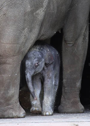 A one-day-old male Asian elephant calf looks out from under its mother Thong Dee at Taronga Zoo in Sydney July 5, 2009. [Xinhua]