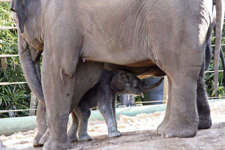 A one-day-old male Asian elephant calf stands close to its mother Thong Dee at Taronga Zoo in Sydney July 5, 2009. [Xinhua]