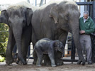 Asian elephant, endangered species, born in Sydney