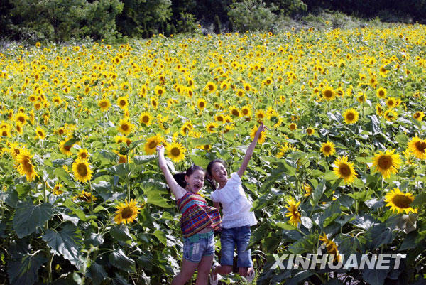 Two girls pose high for a snapshot in a golden sea of petals as around 150,000 sunflowers are displayed in the Jinan Botanic Garden, east China's Shandong Province. Photo taken July 1. [Photo: Xinhuanet] 