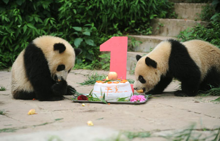 Giant panda twins 'Ping Ping' (L) and 'An An' eat a cake to celebrate their birthday at the Bifengxia breeding base in Ya'an City of southwest China's Sichuan Province, July 6, 2009. Giant panda 'Guo Guo', an evacuee from the southwest China earthquake, gave birth to the twins 'Ping Ping' and 'An An' on July 6, 2008, becoming the first panda to bear cubs since the disaster in Sichuan Province on May 12, 2008. [Jiang Hongjing/Xinhua]