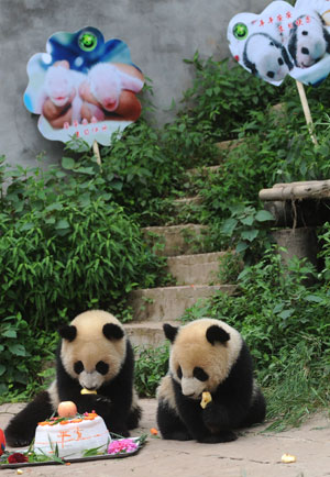 Giant panda twins 'Ping Ping' (L) and 'An An' eat a cake to celebrate their birthday at the Bifengxia breeding base in Ya'an City of southwest China's Sichuan Province, July 6, 2009. [Jiang Hongjing/Xinhua] 