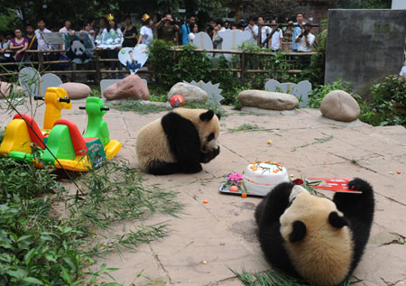 Giant panda twins 'Ping Ping' (R) and 'An An' eat a cake to celebrate their birthday at the Bifengxia breeding base in Ya'an City of southwest China's Sichuan Province, July 6, 2009. [Jiang Hongjing/Xinhua]