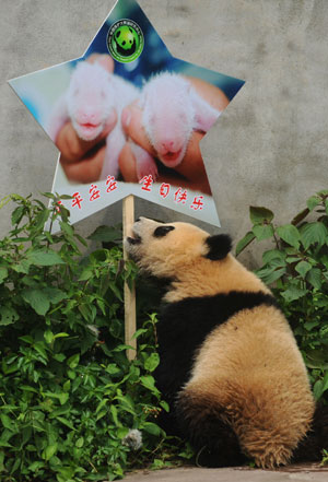 Giant panda 'Ping Ping' plays as people celebrate the birthday of giant panda twins 'Ping Ping' and 'An An' at the Bifengxia breeding base in Ya'an City of southwest China's Sichuan Province, July 6, 2009. [Jiang Hongjing/Xinhua]