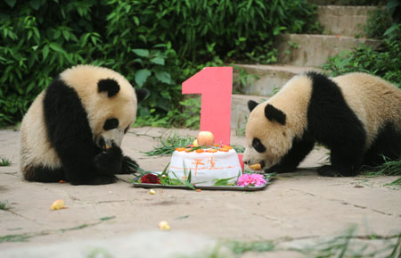 Giant panda twins 'Ping Ping' (L) and 'An An' eat a cake to celebrate their birthday at the Bifengxia breeding base in Ya'an City of southwest China's Sichuan Province, July 6, 2009. Giant panda 'Guo Guo', an evacuee from the southwest China earthquake, gave birth to the twins 'Ping Ping' and 'An An' on July 6, 2008, becoming the first panda to bear cubs since the disaster in Sichuan Province on May 12, 2008. [Xinhua] 