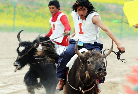 Riders compete during a yak race at the Fourth Minority Traditional Sports Game in Haibei, northwest China's Qinghai Province, July 6, 2009. [Hou Deqiang/Xinhua]