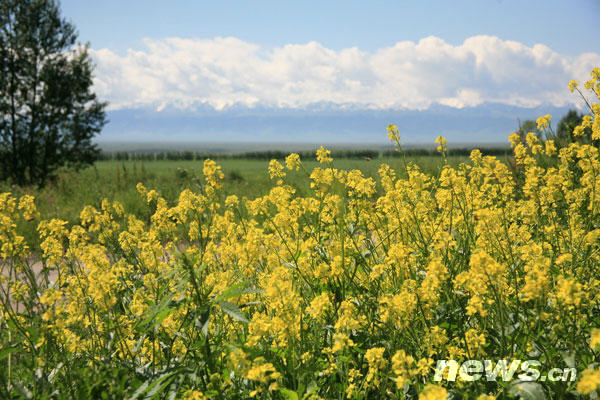 This photo shows cole flowers on the Zhaosu grassland in Ili, northwest China's Xinjiang Uygur Autonomous Region. The blooming cole plants fill fields with vibrant yellow and green colours each summer. [Photo: news.cn]