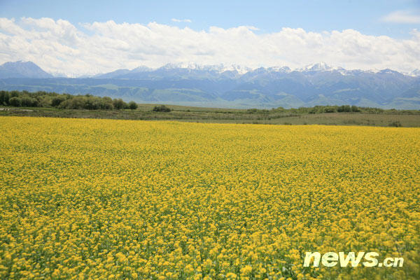 This photo shows cole flowers on the Zhaosu grassland in Ili, northwest China's Xinjiang Uygur Autonomous Region. The blooming cole plants fill fields with vibrant yellow and green colours each summer. [Photo: news.cn]