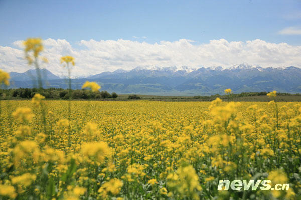 This photo shows cole flowers on the Zhaosu grassland in Ili, northwest China's Xinjiang Uygur Autonomous Region. The blooming cole plants fill fields with vibrant yellow and green colours each summer. [Photo: news.cn] 
