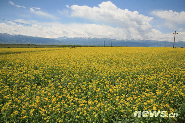 This photo shows cole flowers on the Zhaosu grassland in Ili, northwest China's Xinjiang Uygur Autonomous Region. The blooming cole plants fill fields with vibrant yellow and green colours each summer. [Photo: news.cn]