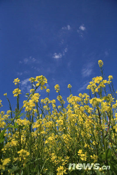 This photo shows cole flowers on the Zhaosu grassland in Ili, northwest China's Xinjiang Uygur Autonomous Region. The blooming cole plants fill fields with vibrant yellow and green colours each summer. [Photo: news.cn]