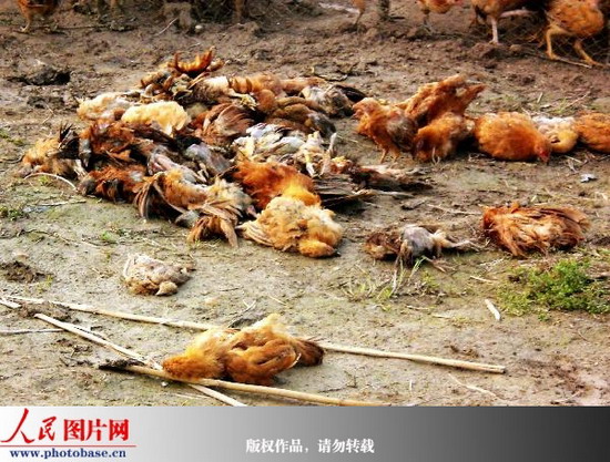 A huge number of chickens have been found dead on two chicken farms near an industrial park in Binhai County, in east China's Jiangsu Province as of Tuesday, July 7, 2009. [Photo: photobase.cn]