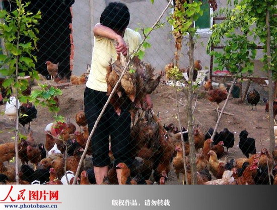 A breeder collects dead domestic fowls on one of his two chicken farms in Binhai County, east China's Jiangsu Province. By July 7, the number of dead chickens exceeded 20,000 on both farms. Waste water discharged from a nearby electric appliances factory is suspected to be the cause. [Photo: photobase.cn]