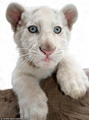 Blue-eyed girl: Squeaky-clean Fareeda at just a few weeks old. [gb.cri.cn]