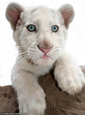 white tiger cubs with blue eyes