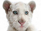 Pure white Bengal tiger astonishes keepers