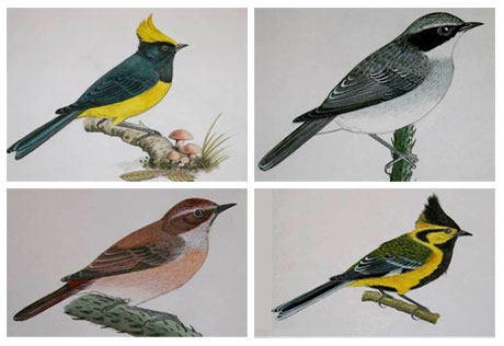 Tashi Zumpo drew many pictures of birds. [Hinature.cn]
