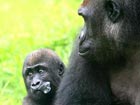 First gorilla born in Shanghai named 'Haibei'