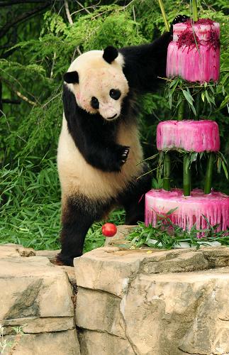 Giant panda Tai Shan goes after his 'cake' during his 4th birthday celebration at the Smithsonian's National Zoo on July 9, 2009 in Washington, DC. Tai Shan was presented with an ice cake made of water, bamboo, shredded beets, and beet juice. The icy masterpiece was topped with a sculpted bamboo. [Xinhua]