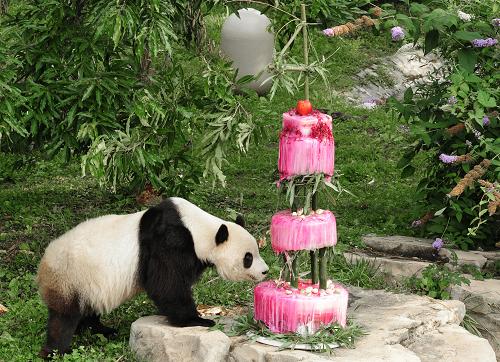 Giant panda Tai Shan goes after his 'cake' during his 4th birthday celebration at the Smithsonian's National Zoo on July 9, 2009 in Washington, DC. Tai Shan was presented with an ice cake made of water, bamboo, shredded beets, and beet juice. The icy masterpiece was topped with a sculpted bamboo. [Xinhua]