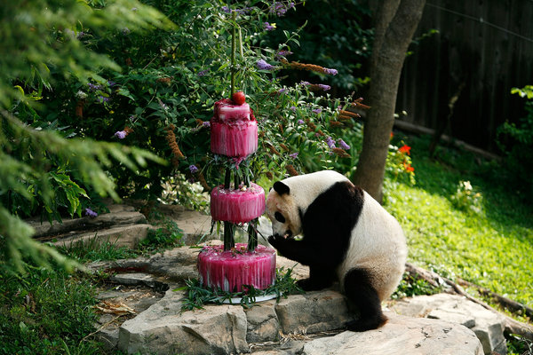 Giant panda Tai Shan goes after his 'cake' during his 4th birthday celebration at the Smithsonian's National Zoo on July 9, 2009 in Washington, DC. Tai Shan was presented with an ice cake made of water, bamboo, shredded beets, and beet juice. The icy masterpiece was topped with a sculpted bamboo. [CFP]