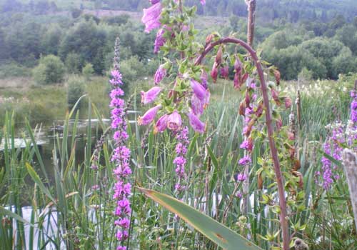 3. Foxgloves and marsh reeds add character to the water hazards