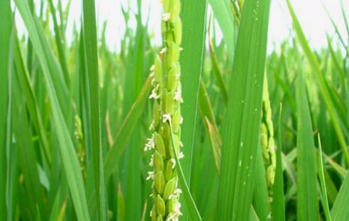 A file picture of wild rice species in Hainan Province. [Photo from www.hudong.com]