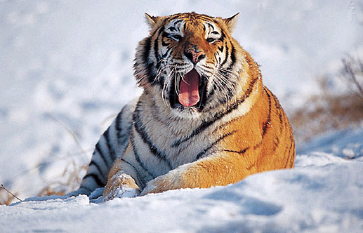File photo: Tiger [China.org.cn]