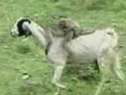 Monkey shepherd in India