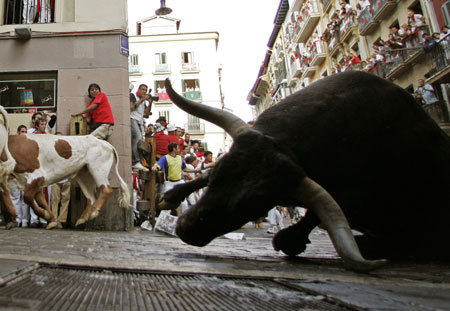 A Miura bull falls at the Estafeta corner on the sixth day of the running of the bulls at the San Fermin festival in Pamplona July 12, 2009.[Xinhua/Reuters]