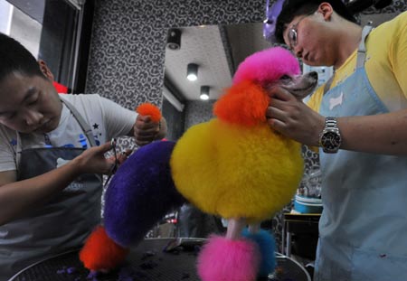 Workers clip a pet dog in a pet beauty shop in Wuhan, capital of central China's Hubei Province, July 11, 2009. Many people have their pets clipped to spend the hot summer in Wuhan. [Zhou Chao/Xinhua]
